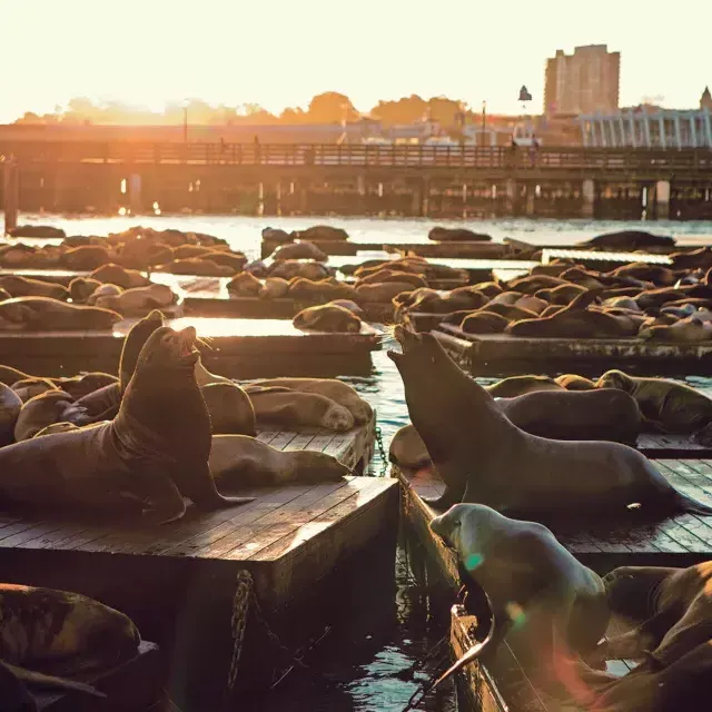 Sea Lions rest on PIER 39's K Dock at Sunset